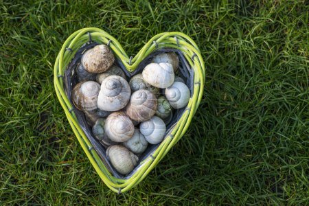 Empty snail shells in a heart-shaped basket on meadow background