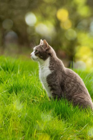 Foto de Lindo gato sentado en un prado y mira a su alrededor - Imagen libre de derechos