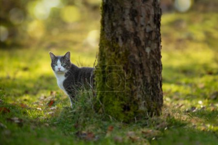 Katze unter einem Baum in der herbstlichen Natur