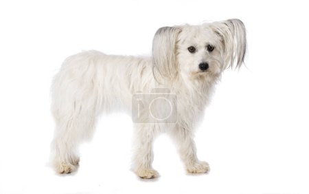 Chinese crested dog standing on white background