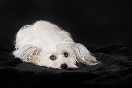 Chinese crested dog lying on black background