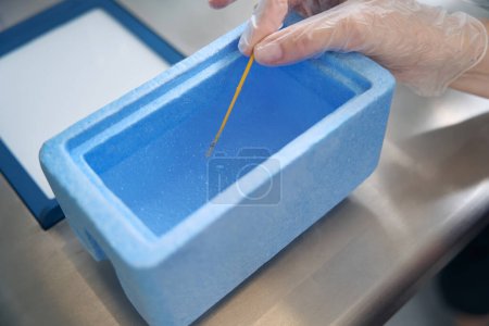 Photo for Specialist places a straw with biomaterial in a cuvette with liquid nitrogen, this is method of ultra-fast freezing of embryos - Royalty Free Image