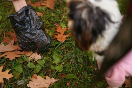 Photo for Cropped photo of human hand picking up dog poop with black trash bag from green grass - Royalty Free Image