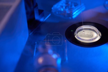 Foto de Primer plano de los embriones aspirados a partir de gotitas de medios de comunicación en placa Petri con pipeta de denudación - Imagen libre de derechos