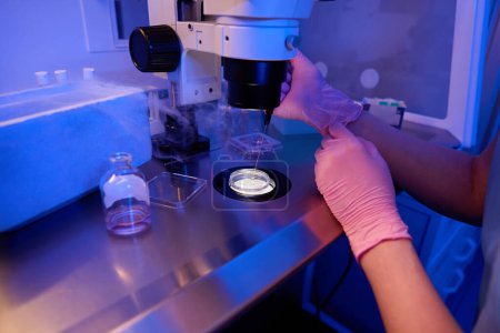 Foto de Investigador de laboratorio aspirando ovocitos de gotas de medios en placa Petri bajo microscopio usando pipeta de denudación - Imagen libre de derechos