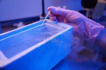 Foto de Primer plano de la mano en guante estéril sumergiendo paja de vitrificación en nitrógeno líquido - Imagen libre de derechos