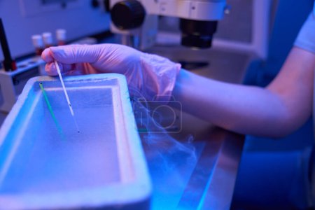Zugeschnittenes Foto von Wissenschaftlerhänden in sterilen Handschuhen, die Glashalme in flüssigen Stickstoff tauchen