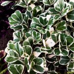 Ficus variegata plant in the garden. Ficus variegata plants are types of ornamental plants that are widely cultivated by people at home