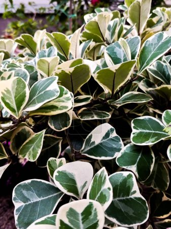 Téléchargez les photos : Ficus variegata plante dans le jardin. Ficus variegata plantes sont des types de plantes ornementales qui sont largement cultivés par les gens à la maison - en image libre de droit