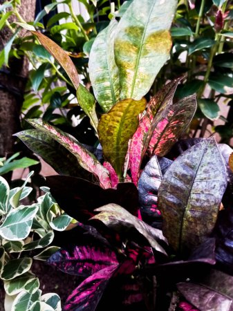 Téléchargez les photos : Feuilles de croton colorées, Belle toile de fond naturelle avec plante de croton dans la journée ensoleillée au parc tropical - en image libre de droit