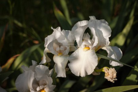 Téléchargez les photos : Beaux iris blancs parmi le jardin d'été - en image libre de droit
