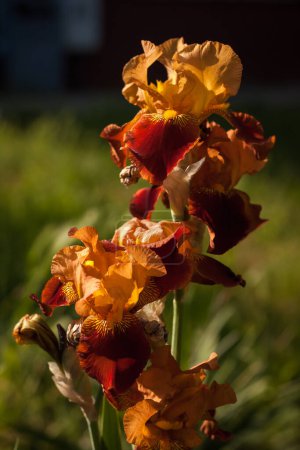 Téléchargez les photos : Beaux iris oranges dans le jardin d'été. Petite profondeur de champ - en image libre de droit