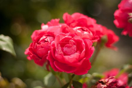 Téléchargez les photos : Roses rouges parmi les plantes du jardin. Gros plan. DOF - en image libre de droit