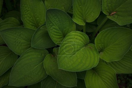 Feuille verte Hosta dans le jardin d'été. (Hosta plantaginea)