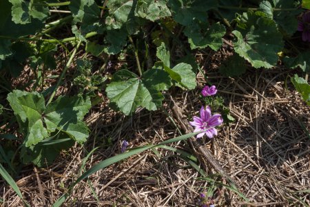 Malva sylvestris (common mallow) in the middle of the field
