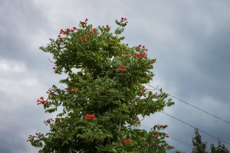  A telephone pole overgrown with Campsis radicans creeper against a cloudy sky. 