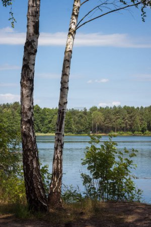 Two birch trees on the background of a forest lake