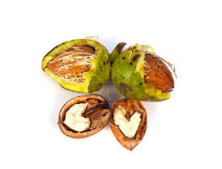 Photo for Whole walnut and walnut kernel isolated on white background. - Royalty Free Image