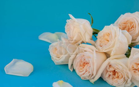 Photo for White roses on a blue background. Free space for text - Royalty Free Image