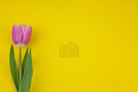 Photo for Pink single tulip on a yellow background - Royalty Free Image