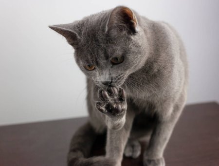 Photo for A grey cat licking its paw with claws out - Royalty Free Image