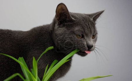 Photo for A cat eats grass at home on the windowsill - Royalty Free Image