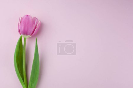 Photo for Pink single tulip flower, side view. Beautiful rose on a stem with leaves isolated on a pink background. Natural object for design for womens day, mothers day, anniversary. Place for text - Royalty Free Image