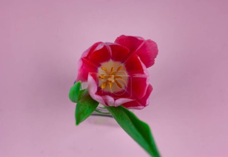Photo for Top view of tulip on pink background - Royalty Free Image