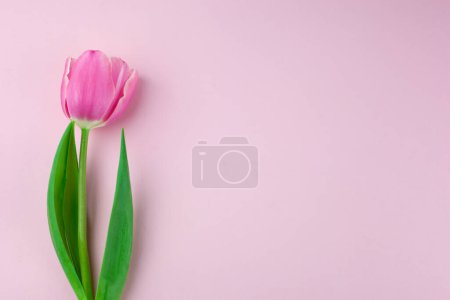 Photo for Pink single tulip flower, side view. Beautiful rose on a stem with leaves isolated on a pink background. Natural object for design for womens day, mothers day, anniversary. Place for text - Royalty Free Image