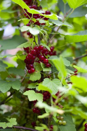Photo for Macro shot of ripening red currant berries. - Royalty Free Image
