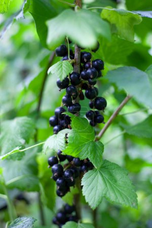 Photo for Branch of black currant in the garden - Royalty Free Image