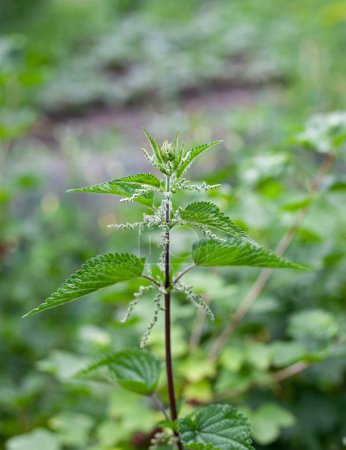 Photo for Urtica dioica, often called common nettle or stinging nettle - Royalty Free Image