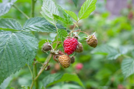 Photo for A beautiful, large, ripe red raspberry in green bushes with many ripe and green berries in the bright rays of the sun. Rubus illecebrosus, gardening, growing berries. Selective focus. - Royalty Free Image