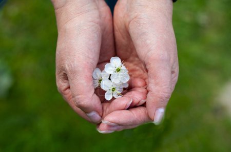 Photo for Small pink cherry blossoms on the hands - Royalty Free Image