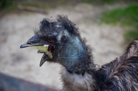 Photo for Portrait of a smiling ostrich eating a leaf in its mouth - Royalty Free Image