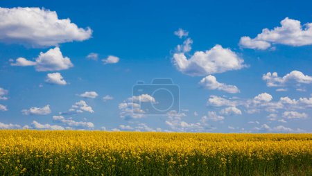 Photo for Fields of Yellow Oilseed rape rapeseed blowing in the wind in Ireland colours of Ukraine Flag - Royalty Free Image