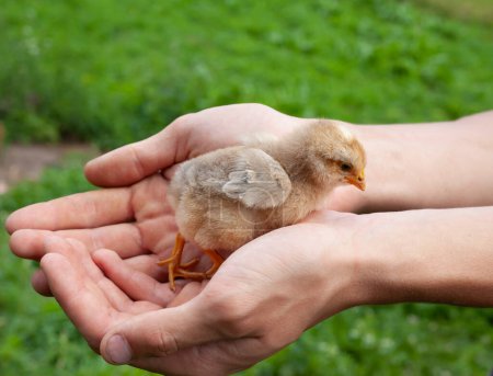 Photo for A young boy is holding a small cute yellow newborn chick in his hands, warming up the farm birds - Royalty Free Image