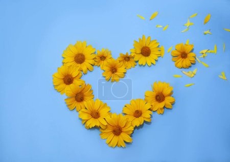 Photo for Heart made of yellow flowers on a blue background. concepts of patriotism, state flag and independence of Ukraine - Royalty Free Image