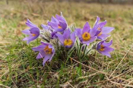 Gros plan de la floraison Pulsatilla, fleur rare protégée violette libre dans la nature au printemps dans une prairie.
