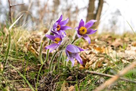 Gros plan de la floraison Pulsatilla, fleur rare protégée violette libre dans la nature au printemps dans une prairie.