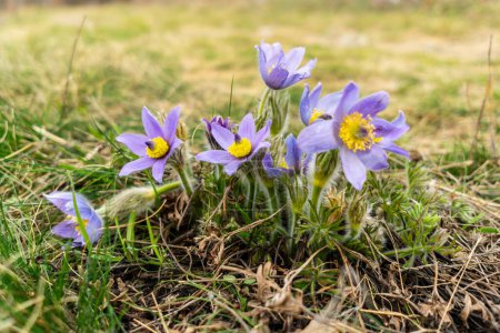 Nahaufnahme der blühenden Pulsatilla, lila geschützte seltene Blume frei in der Natur im Frühling auf einer Wiese.