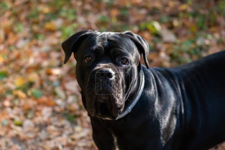 Foto de Cane Corso Dog italiano que busca en el jardín de otoño al aire libre. Razas de perros grandes. Negro joven Cane Corso caminando en el jardín de otoño en el patio trasero - Imagen libre de derechos