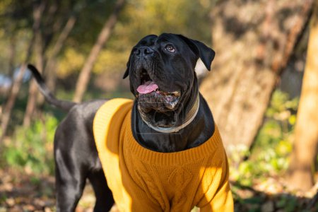 Italian Cane Corso Dog in yellow sweater in autumn garden outdoors. Big dog breeds. Black young funny Cane Corso walking in autumn garden on backyard