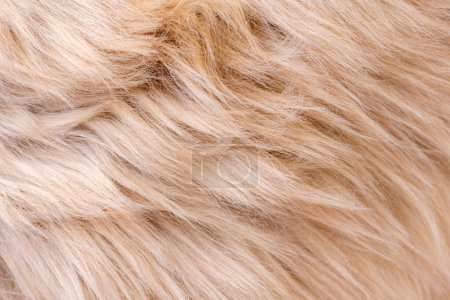 Photo for Beige fur texture top view. Brown or beige sheepskin background. Fur pattern. Texture of brown shaggy fur. Wool texture. Sheep fur close up - Royalty Free Image
