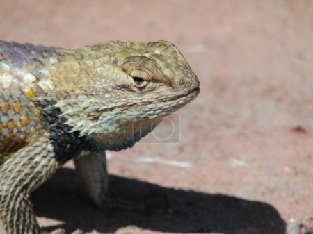 Photo for Grumpy desert spiney lizard - Royalty Free Image
