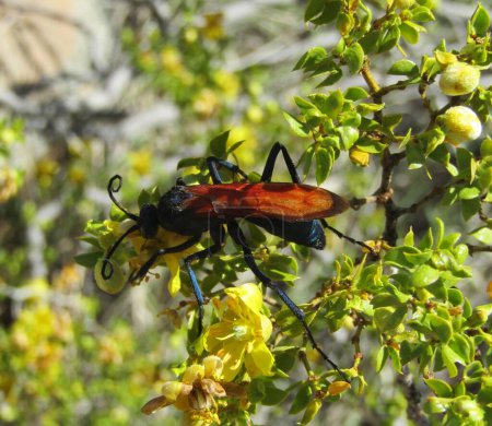 Photo for Tarantula hawk on mesquite blossoms - Royalty Free Image