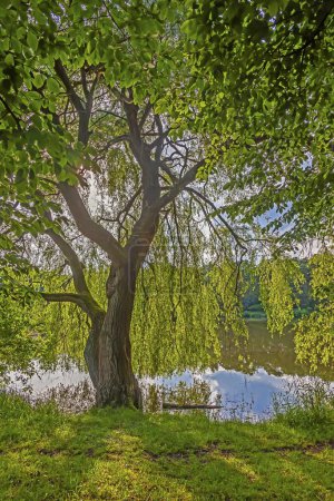 Bild einer Trauerweide mit frischen grünen Blättern an einem Teich bei Tageslicht