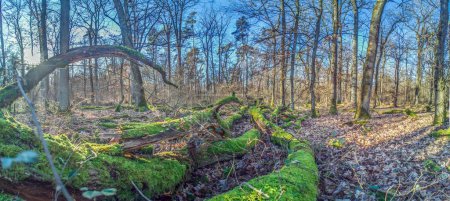 Panoramic image of a tree trunk covered in bright green moss in a forest in winter sunshine