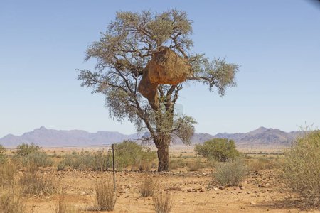 Bild eines Baumes mit einem großen Webervogelnest in Namibia bei Tag