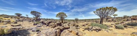 Panoramic picture of a quiver tree in the quiver tree forest near Keetmanshoop in southern Namibia during the day